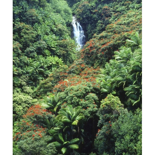 USA, Hawaii, Waterfall in a tropical rain forest